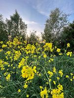 Yellow flowers with such a downfall