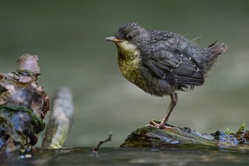 White throated Dipper ( Cinclus cinclus ), just fledged chicklet, perched on a rock in a creek, wait