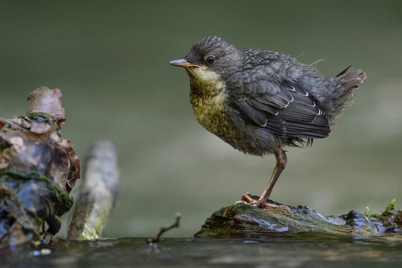 Wasseramsel ( Cinclus cinclus ), flügger Jungvogel sitzt, steht auf einem Stein im Wasser und wartet van wunderbare Erde