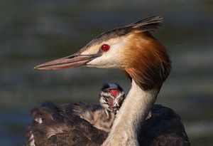 Fuut met eerste Jong uit het Nest von richard evers