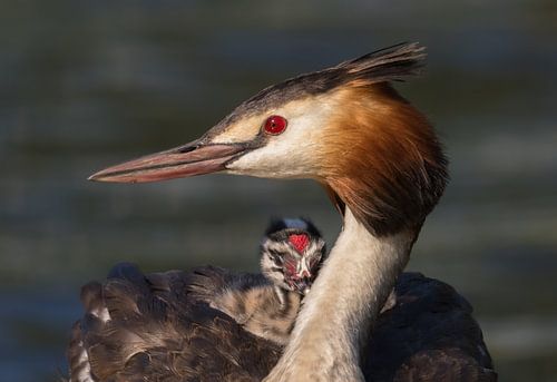 Fuut met eerste Jong uit het Nest