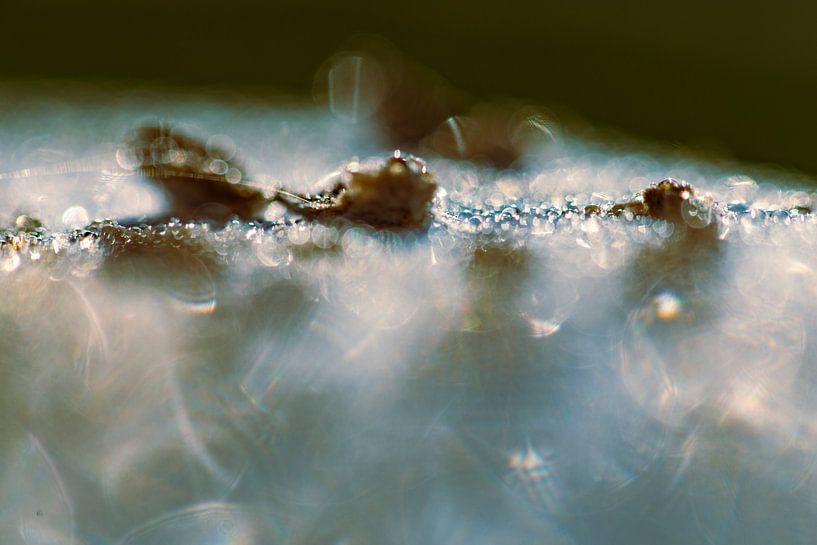 dewy by Detty Verbon