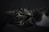 Never wake sleeping cats