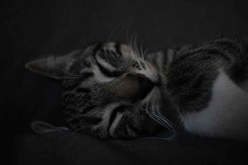 Never wake sleeping cats by Highthorn Photography