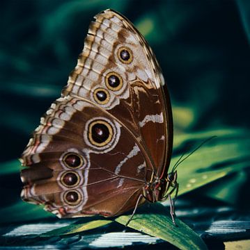 Vlinder: Morpho Peleides van Guido Heijnen