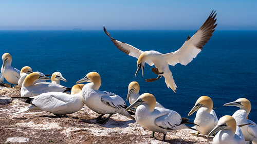 Northern Gannet Landing in Cliffside Nesting Colony