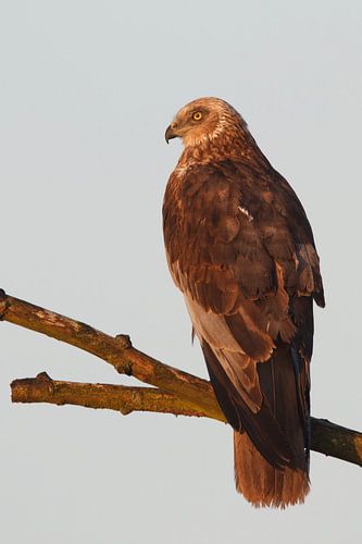 Marsh Harrier