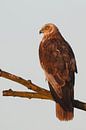 Busard des roseaux par Menno Schaefer Aperçu