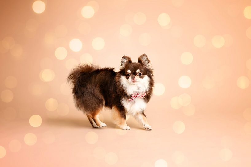 Chihuahua wearing a bow tie, in the studio, in Christmas spirit by Elisabeth Vandepapeliere