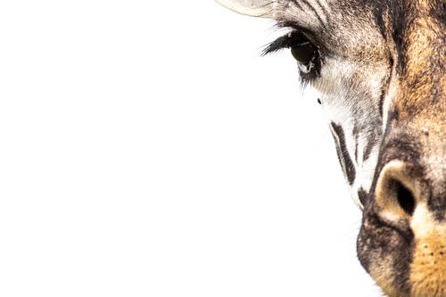 In eye-sight - een giraf portret