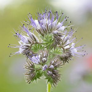 Phacelia Blume
