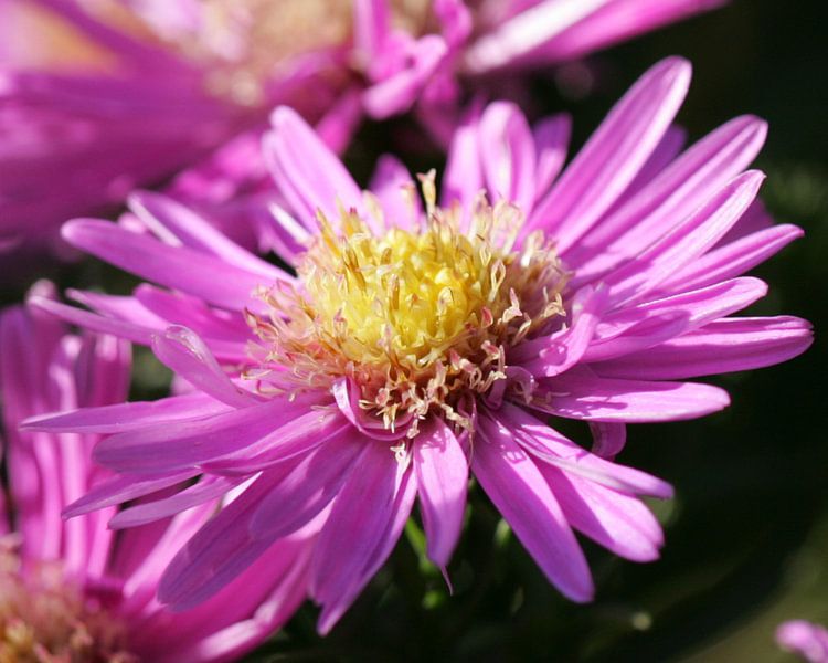 Pink, almost finished flowering, flower by Lynn van Baaren