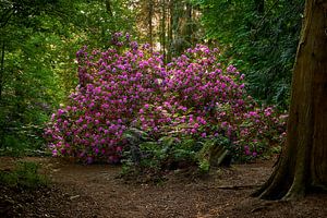 Rhododendron unter den Bäumen
