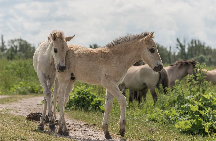 Konik foals by Ans Bastiaanssen