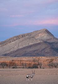 Oryx with pastel background by Jurrie Renskers