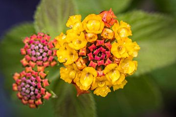 Lantana sur Rob Boon