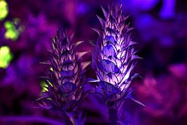 Acanthus mollis paars sur Adriana Zoon