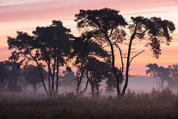Safari in Drenthe Schipborg Strubben Kniphorstbosch