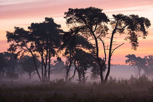 Safari in Drenthe Schipborg Strubben Kniphorstbosch