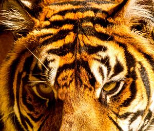 Tiger schaut in die Kamera