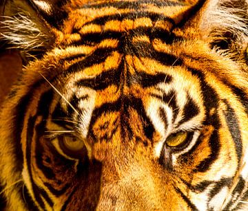 Tiger schaut in die Kamera von Sjoerd van der Wal Fotografie