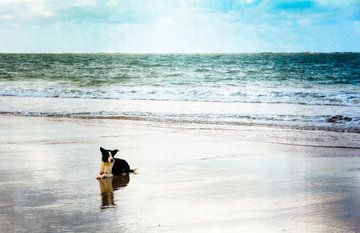 Le chien à la mer sur Claudia Evans