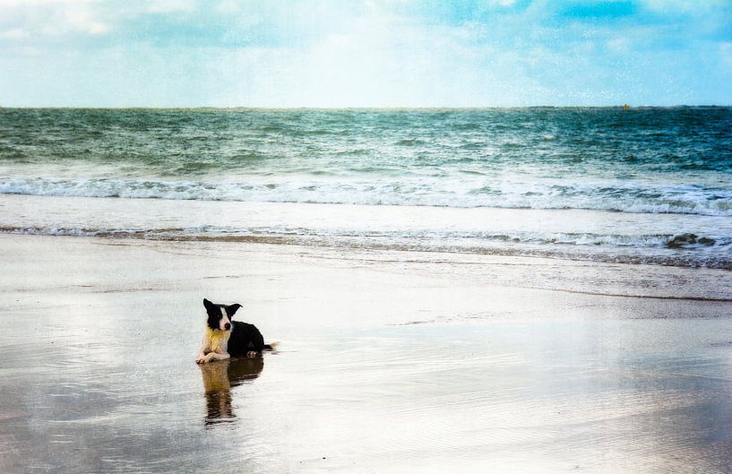 The dog by the sea by Claudia Evans