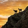Ibexes at sunrise by Dieter Meyrl