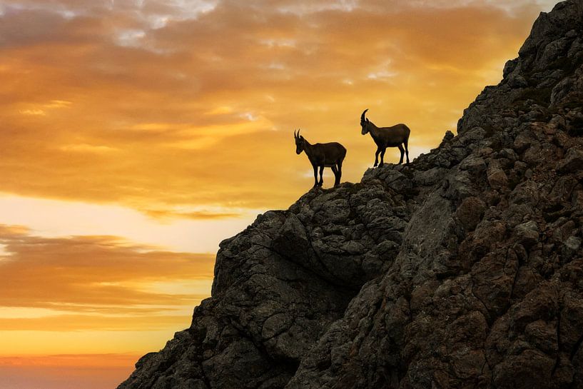 Ibexes at sunrise by Dieter Meyrl