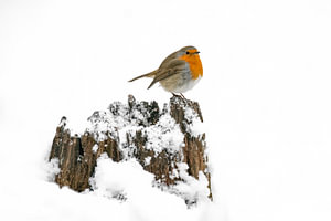 Rotkehlchen im Schnee auf einem Baumstamm.