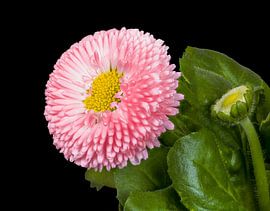 Blooming Bellis Flower on Black Background