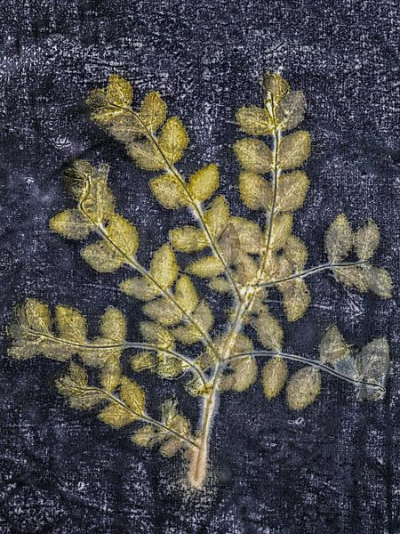 ecoprint snowberry par Hanneke Luit