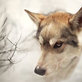 Nordischer Hund im Schnee von Maayke Klaver