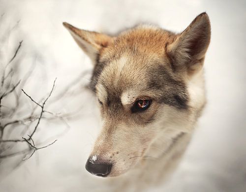 Nordischer Hund im Schnee von Maayke Klaver