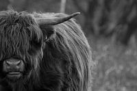 Schotse hooglander in zwart-wit