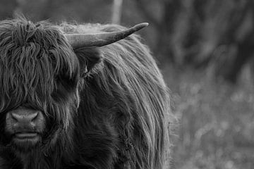 Schotse hooglander in zwart-wit van Mandy van Tilborg
