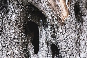 Schors van een oude verweerde boom sur Gerben Duijster