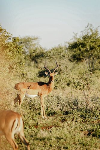 Impale en Afrique du Sud