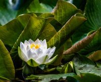 Witte waterlelie