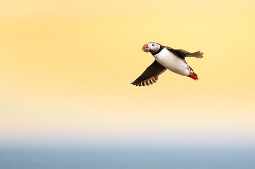 Vliegende papagaaiduiker