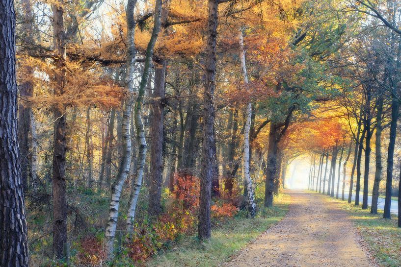 herfstpad in november.. von Els Fonteine