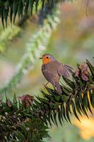 Robin