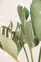 Strelitzia Nicolai in sunlight - Colour