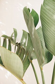 Strelitzia Nicolai im Sonnenlicht - Farbe