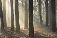 Early morning in the forest
