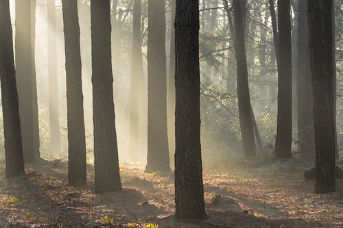 Winterochtend in het bos
