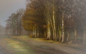 Misty morning von Teo Goudriaan