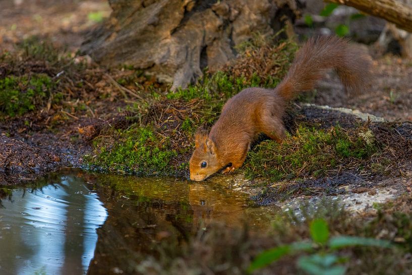 Drinking squirrel by Sebastiaan Terlouw