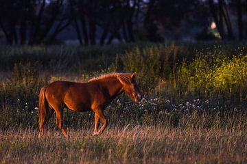 Horse during the 'golden hour'  by Jelle Mijnster