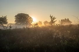 Wolfhezerheide part 75 van Tania Perneel